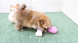 ハーフ犬の動画01