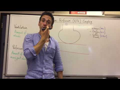 Ventilation Perfusion (V/Q) coupling