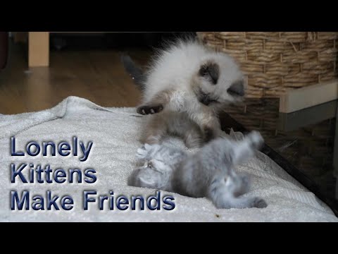 Two kittens from different litters become friends...