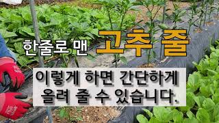 한 줄로 맨 고추 줄 이렇게 하면 간단하게 올려 줄 수 있습니다. #주말농장 #고추 줄 매기.