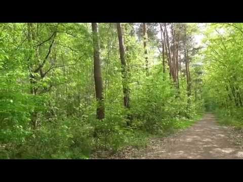 Waldimpressionen 05.05.2015 Neu-Isenburg / Gravenbruch