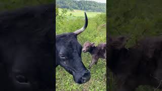 Download lagu Penny’s Calf Was “Missing”… 4 Feet Away! 😂🐮 #unconventionalacres #cow #highlandcattle #highlandcow mp3