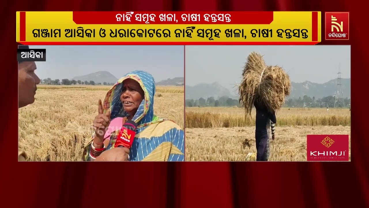 ସମୂହ ଖଳା ନ ଥିବାରୁ ଏବେ କଟା ଧାନକୁ କ୍ଷେତରୁ ଆଣି ରାସ୍ତା କଡ?