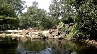 preview picture of video 'Hannover Zoo. Zambezi Boat-Trip.'