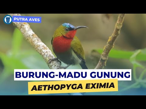Nektárovka bieloboká (Aethopyga eximia) — spev a hlas v prírode