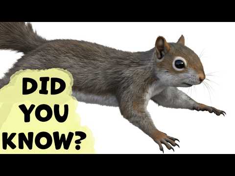 Veverička sivá / Gray squirrel — info druhu