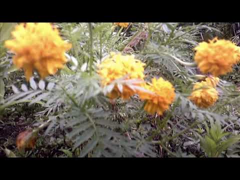 BUNGA MARIGOLD || BUNGA TAHI AYAM !!! Kuning Orange Cantik