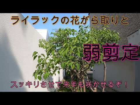 ライラックの葉採掘者との戦闘に成功する 庭の練習