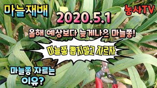 마늘재배, 마늘쫑 자르는 이유? 올해 예상보다 늦게 나온 마늘쫑 [농사TV]