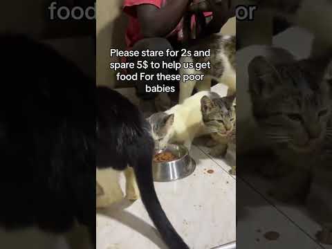 If you donate i can get a good meal today. #help #straycats #Love #savethestraycats #catsrescue