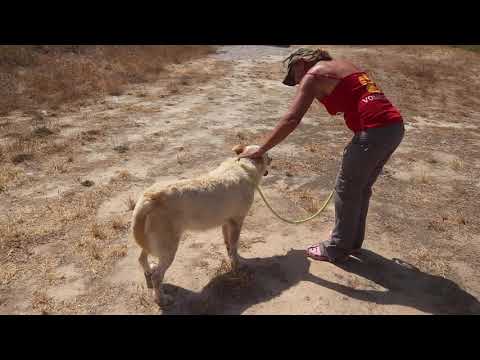Vídeo de ROCKY