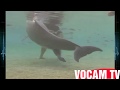 Dolphin Giving Birth Dolphin Giving Birth Live Dolphin Birth