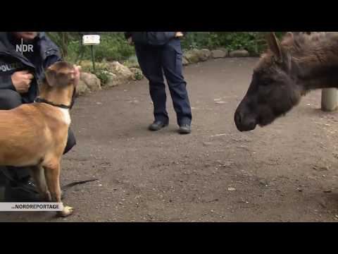 Vom Hundebaby zum Polizeihund   Die Spürhund Ausbildung   Doku 2017 NEU + HD