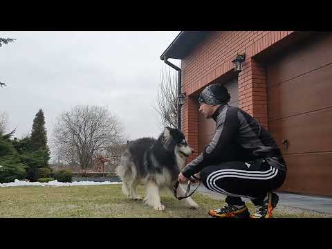 Siberian Husky - niegrzeczny  ARES przed bieganiem po lesie