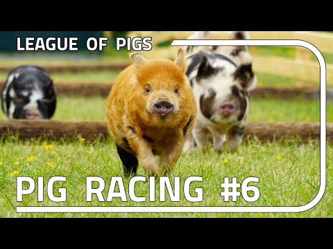 League of Pigs - Season 2 - Round 2!