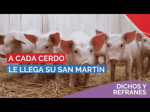 A cada cerdo le llega su San Martín | DICHOS Y REFRANES EN #PBO✨