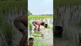 Download lagu Menangkap Ikan di Sawah Setelah Panen! 😮🐟 #memuaskan #kehidupanpedesaan #kehidupanpedesaan mp3 Download lagu Menangkap Ikan di Sawah Setelah Panen! 😮🐟 #memuaskan #kehidupanpedesaan #kehidupanpedesaan mp3