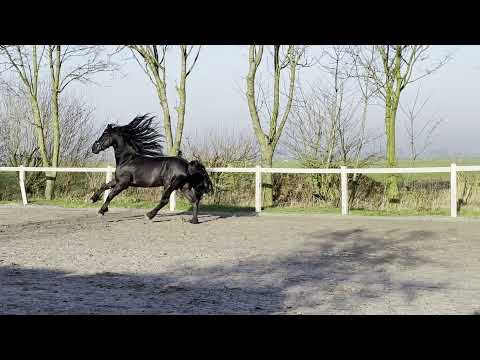 Stal Okkema's Cornelis - Fonger x Stendert - stallion - 1.65m - 2016 - L2 level