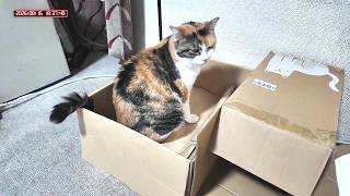 三毛猫フミちゃん  LIVE配信   2026年8月16日　calico cat　(LIVE stream)