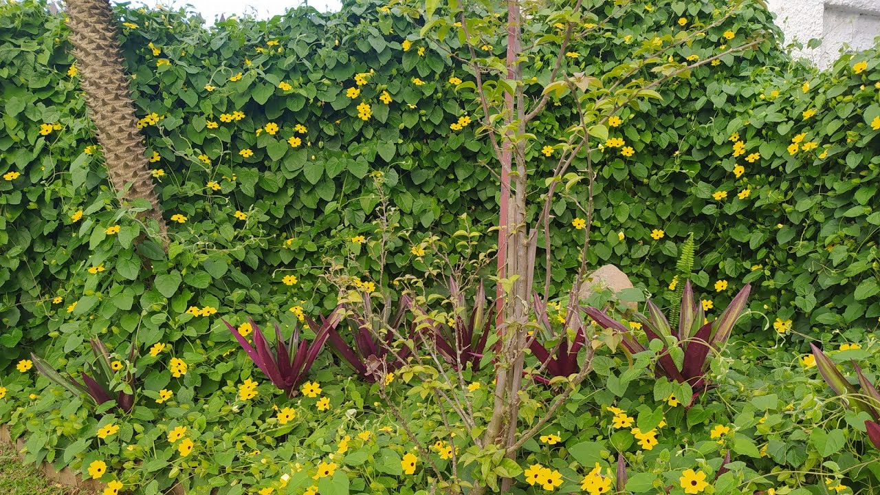 Trepadeira de Crescimento Rápido e Flores lindas, Susana dos Olhos Negros