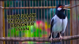 Download lagu Jalak Suren Gacor Full Isian Mewah Satu Ini Efektif Membuat Jalak Mana Saja Auto Emosi dan Gacor mp3