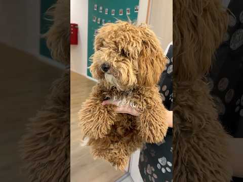 You won't believe this poodle puppy makeover! 🐶✨