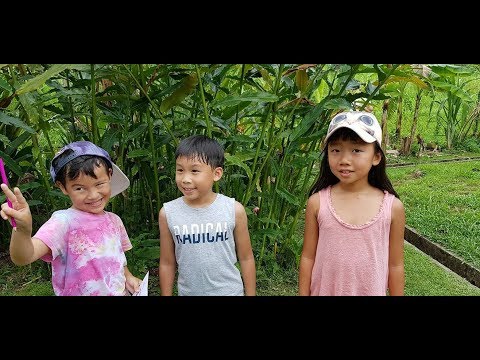 download lagu mp3 mp4 Bollywood Veggies Easter Egg Hunt, download lagu Bollywood Veggies Easter Egg Hunt gratis, unduh video klip Bollywood Veggies Easter Egg Hunt