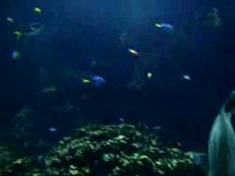 Goizargi: ¿Sabes hablar ballenooooo?