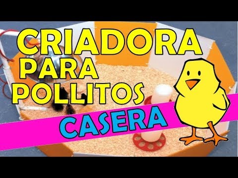 , title : 'COMO hacer una CRIADORA para pollitos CASERA'