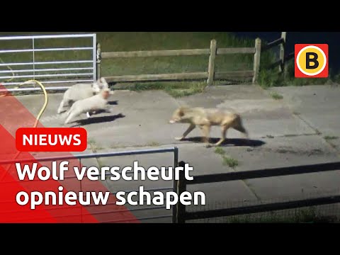 , title : 'Schokkende beelden: Weer valt een wolf schapen aan | Omroep Brabant'