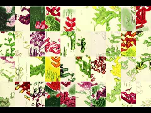 StyleGAN2 training steps from scratch