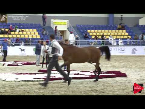 172 AJ JABRAN Sharjah International 2018
