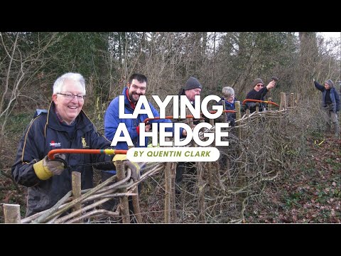 How to Lay a Hedge