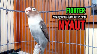 Download lagu Suara Lovebird NGEKEK PANJANG FIGHTER Memancing BUNYI, COBA Putar Pasti NYAUT mp3 Download lagu Suara Lovebird NGEKEK PANJANG FIGHTER Memancing BUNYI, COBA Putar Pasti NYAUT mp3