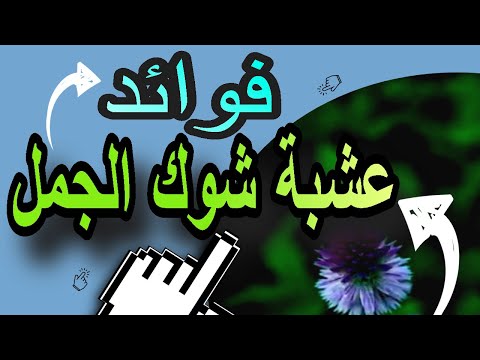 فوائد عشبة شوك الجمل في علاج أمراض الكبد وتنقية الجسم من السموم | تحسين الجلد#شوك_الجمل#جمل