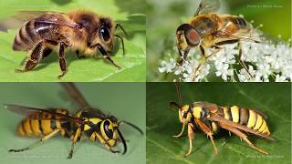 This Is Not A Bee