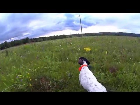 РАБОТА ПОЙНТЕРА В ПОЛЕ. Poynter WORK IN THE FIELD.