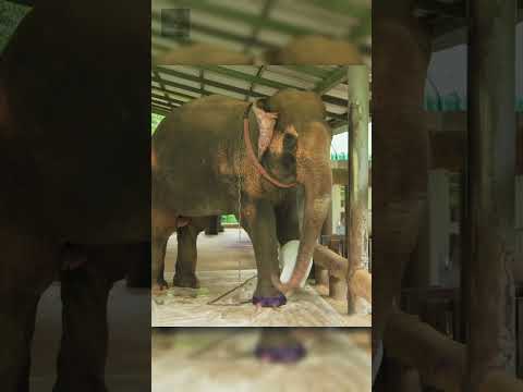 They Gave This Elephant a New Leg