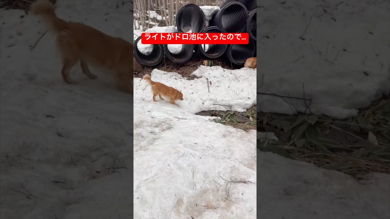 ドロだらけの犬、別の池に入ったら洗浄されました