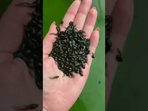 The life cycle of a ✨frog✨