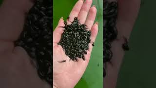 The life cycle of a ✨frog✨