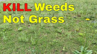 [How to KILL WEEDS] in Your Lawn WITHOUT KILLING the GRASS