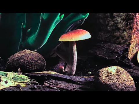 Fungos Fantasticos | Cogumelos | Dublado Pt