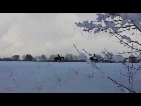 Pferde im ersten Schnee