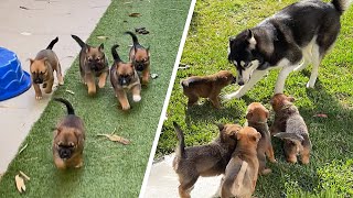 So... My Puppies Escaped
