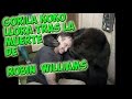 gorila koko LLora tras enterarse de la muerte de Robin Williams