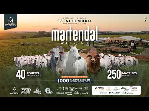 LEILÃO TOUROS / MATRIZES SINDI MARTENDAL - VILHENA/RO - RURAL PLAY