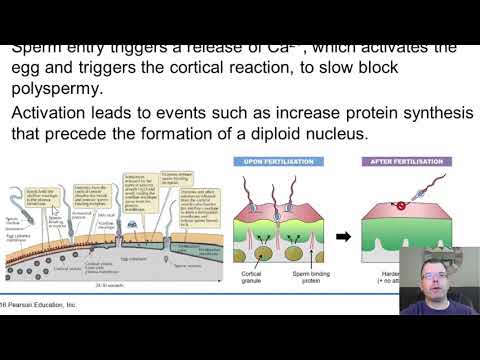 Chapter 36   Animal Development