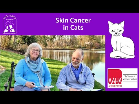 Skin Cancer in Cats