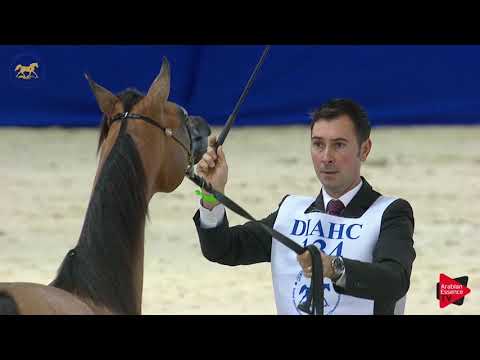 N.134 SANTIAGO AL ZOBAIR - Dubai 2019 - Yearling Colts section A (Class 9A)